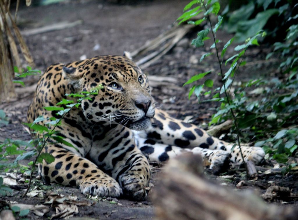 Jaguar at Chester Zoo