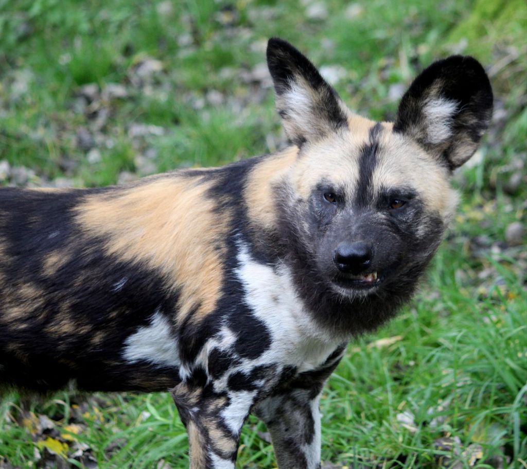 Wild dog seeks&nbsp;love