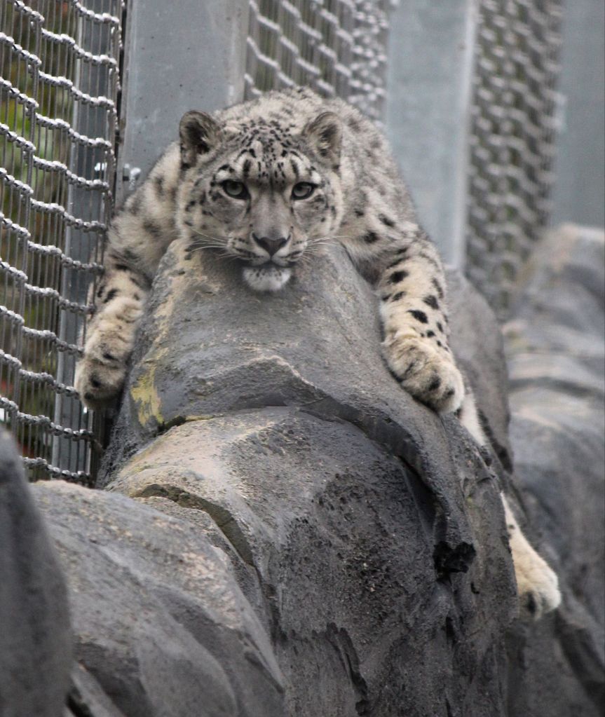 Snow leopard at Chester Zoo