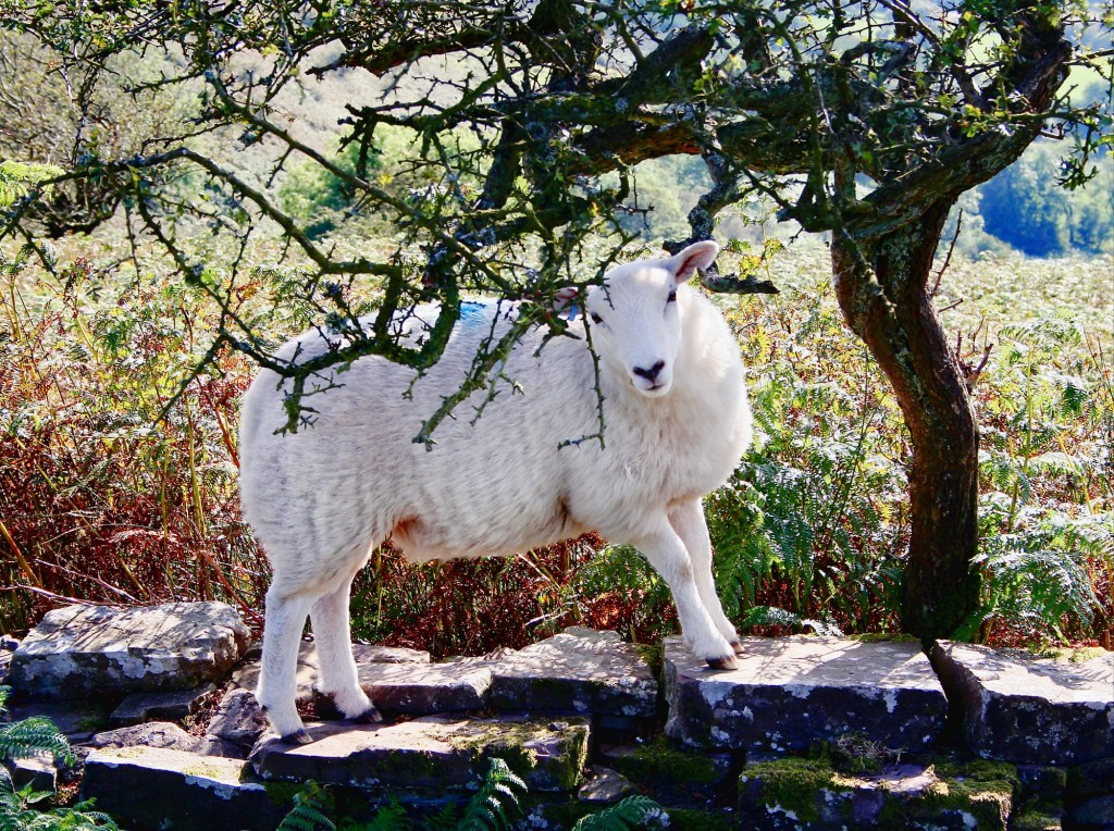 A Snapshot of Welsh&nbsp;Tranquility
