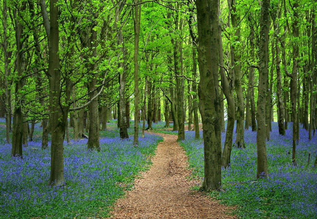 Breath of the&nbsp;Forest