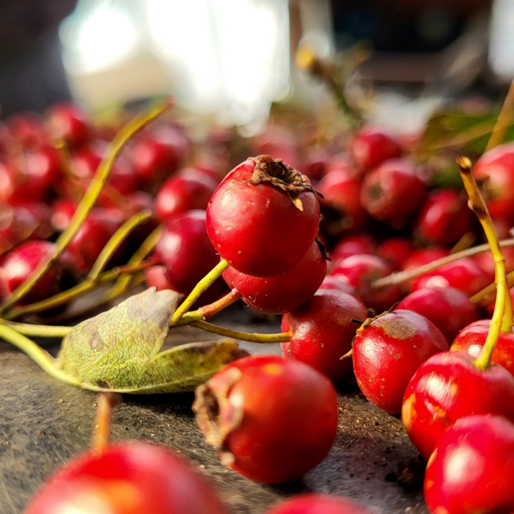 The Whispering Berries: A Tale of Hawthorns and&nbsp;Time