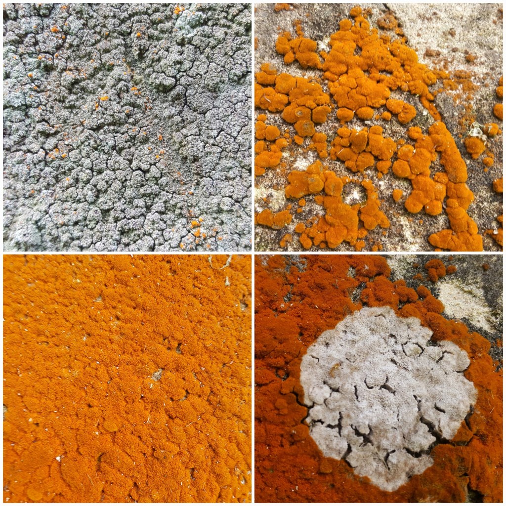 The Lichen’s Perspective