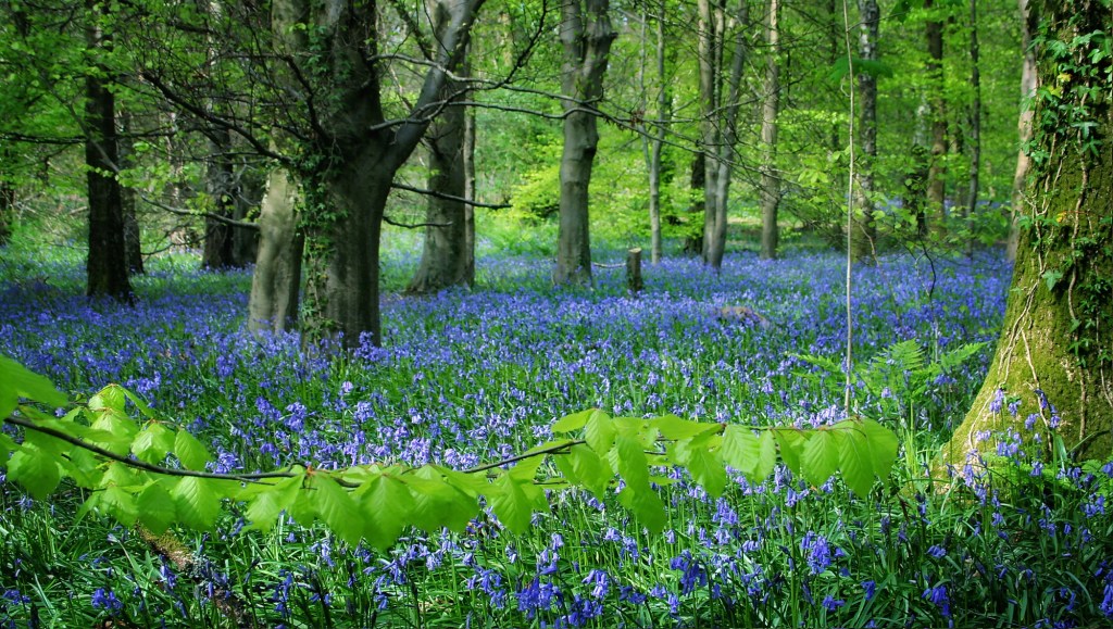 A Meditation on Bluebells and Beech Leaves