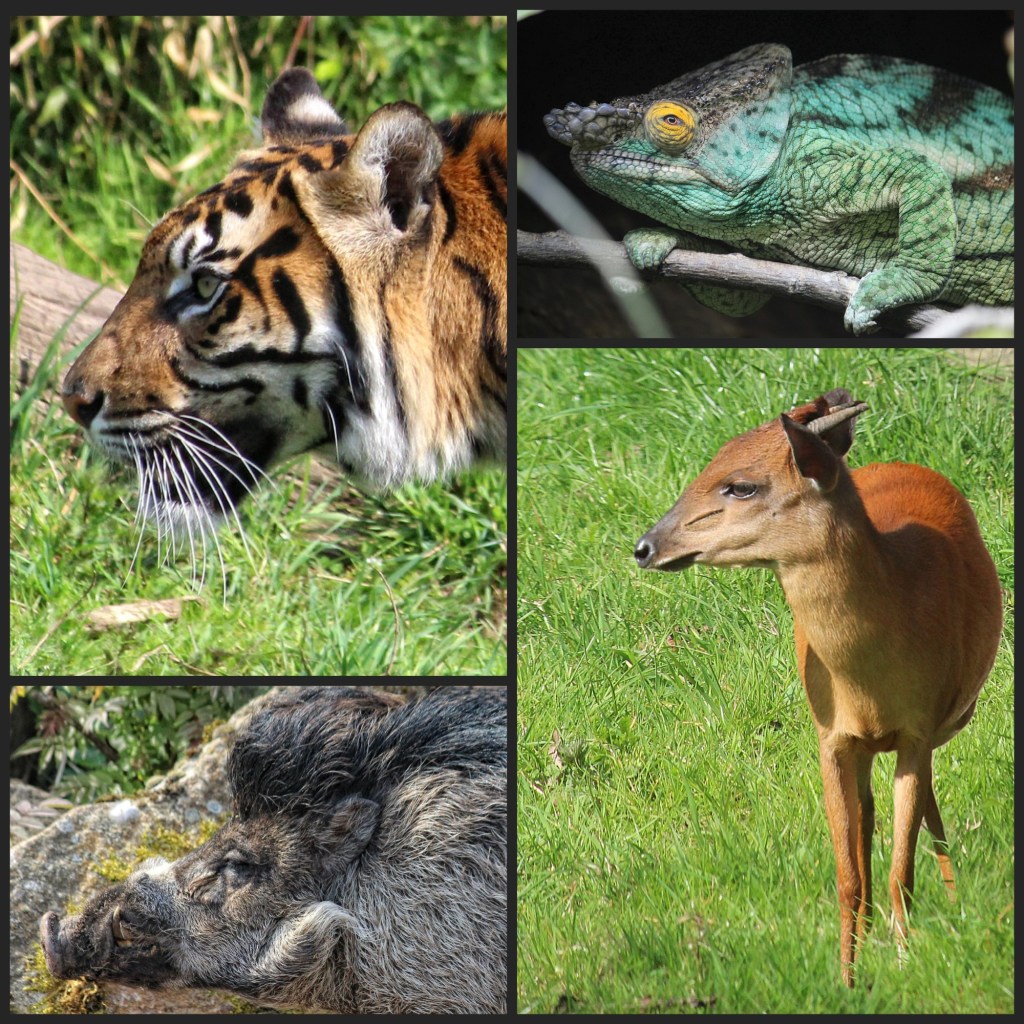Biodiversity Snapshot at Chester&nbsp;Zoo