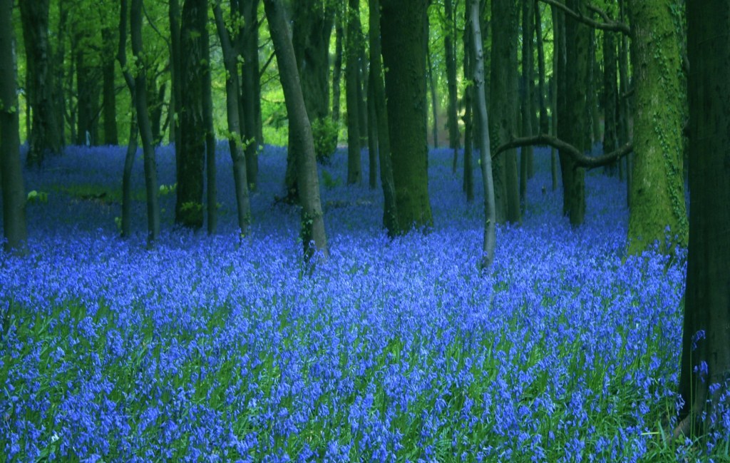Bluebells