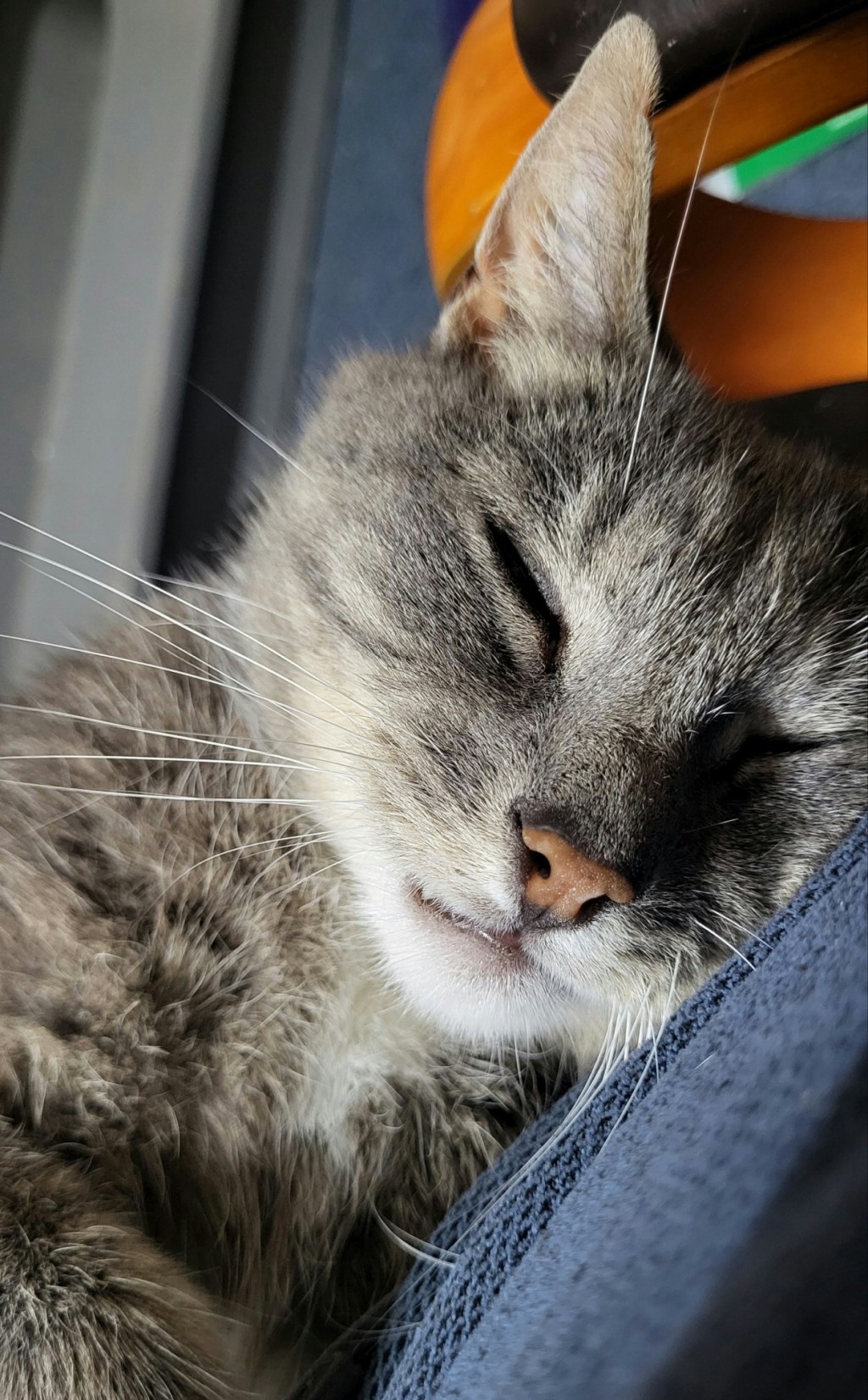 Peace Is a Habit (And It Sounds Like a&nbsp;Cat)