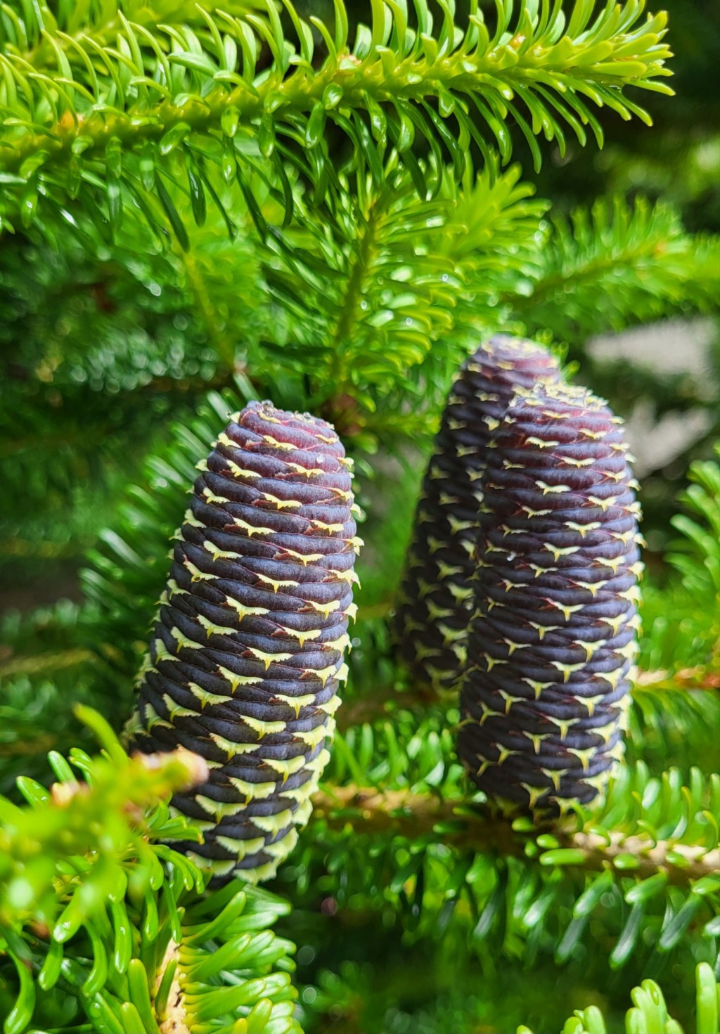 Korean Fir: Odds-On&nbsp;Favorite.