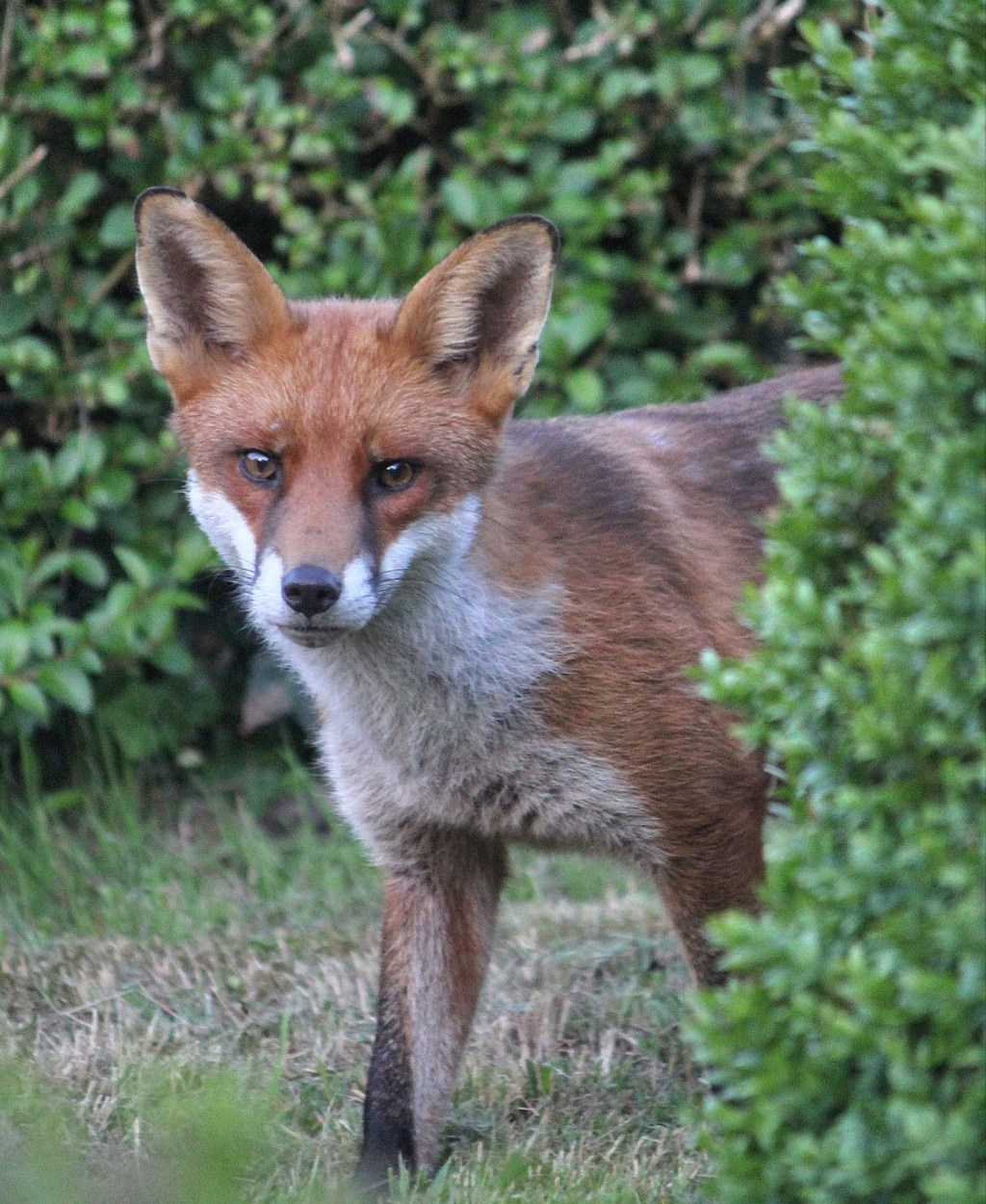 The True Foxes of the Genus&nbsp;Vulpes.