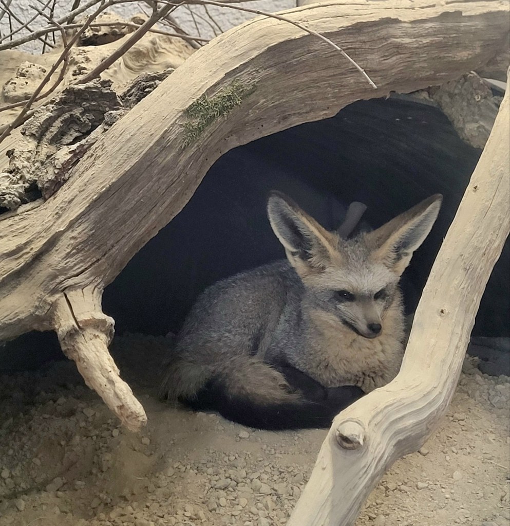 Bat-eared Fox (Otocyon megalotis)