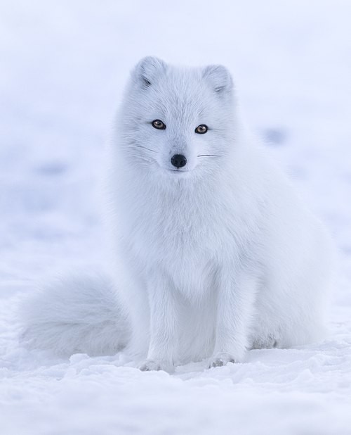 Arctic Fox (Vulpes lagopus)