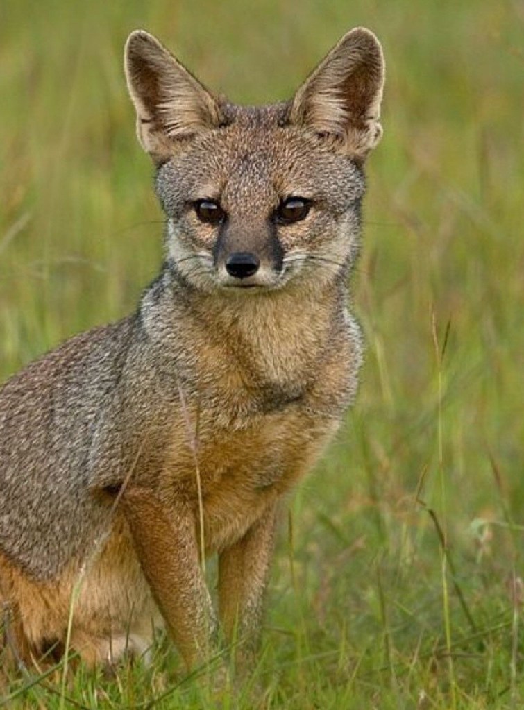 Bengal Fox (Vulpes bengalensis)
