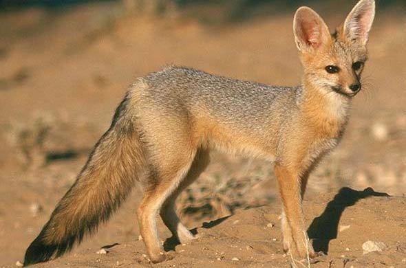 Cape Fox (Vulpes chama)