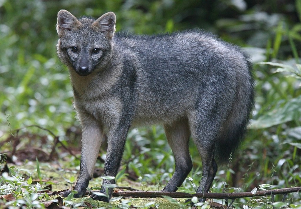 Crab-eating Fox (Cerdocyon thous)