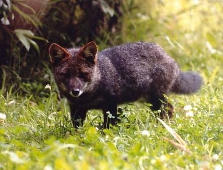 Darwin's Fox (Lycalopex fulvipes)