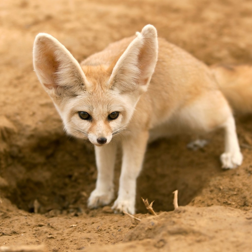 Fennec Fox (Vulpes zerda)