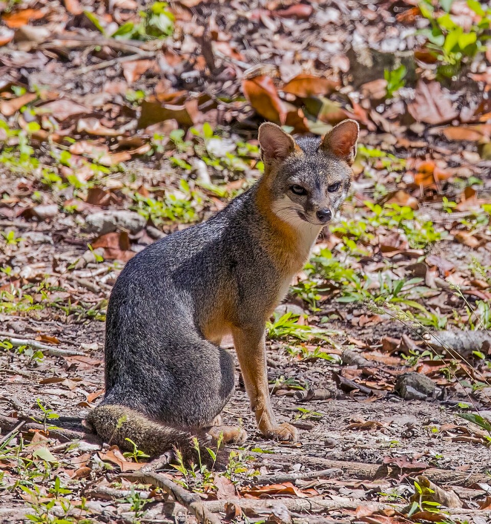 Gray Fox (Urocyon cinereoargenteus)
