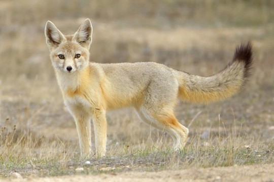 Kit Fox (Vulpes macrotis)