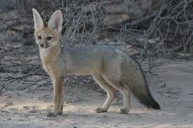 Pale Fox (Vulpes pallida)