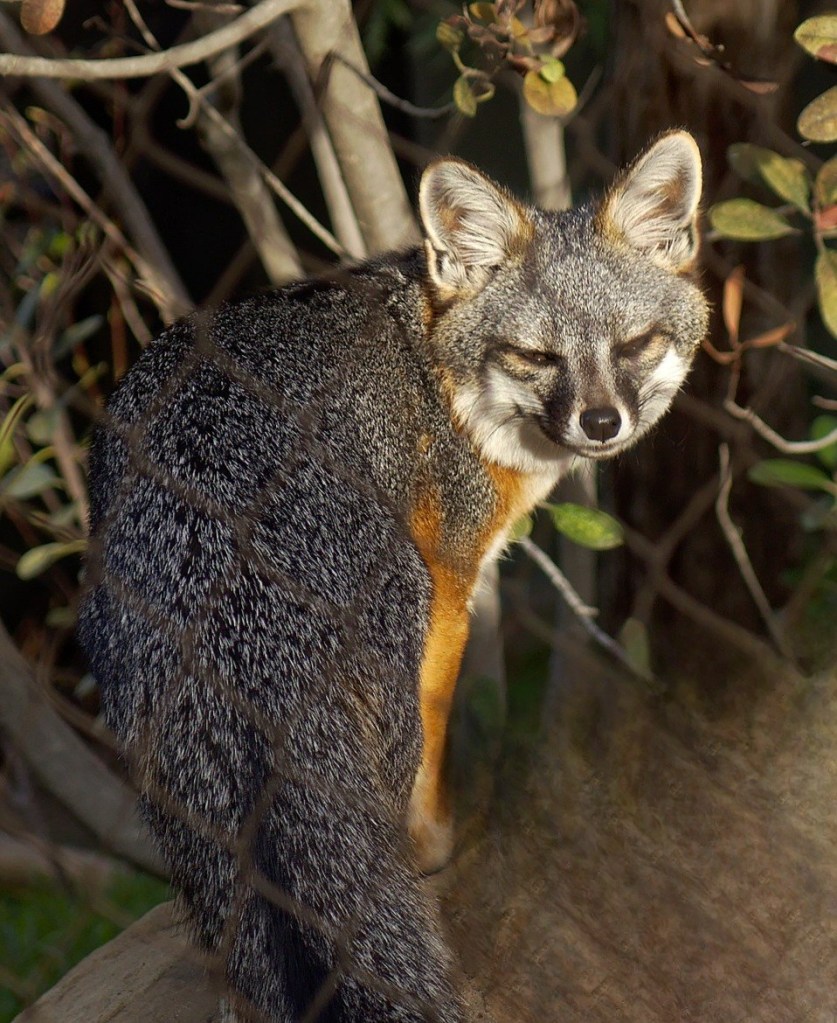 Island Fox (Urocyon littoralis)