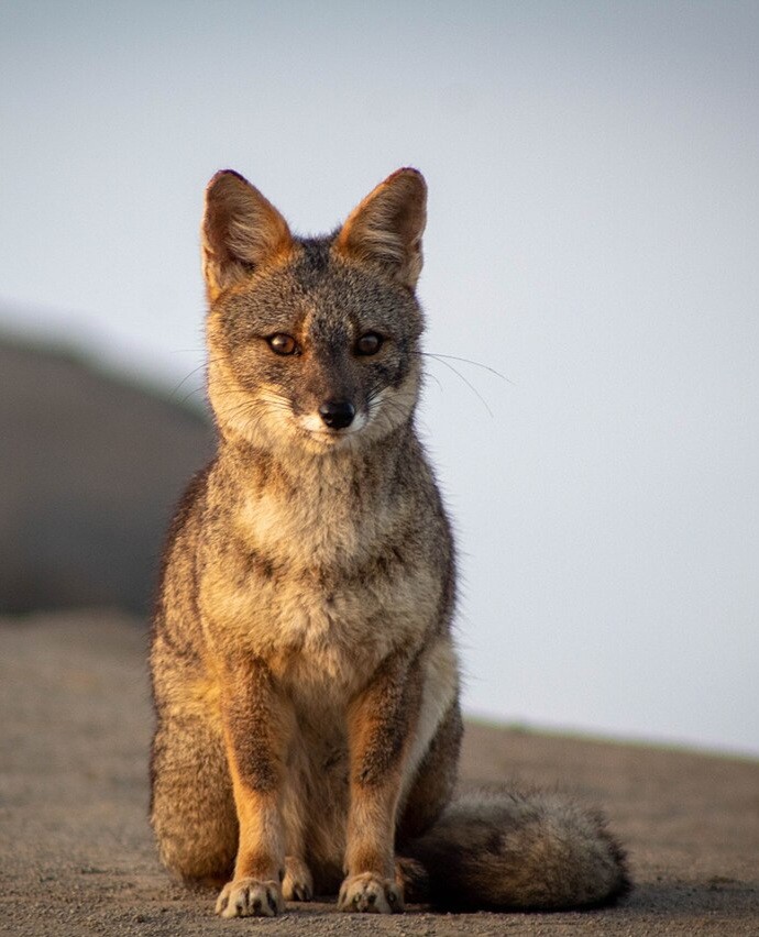 Sechuran Fox (Lycalopex sechurae)