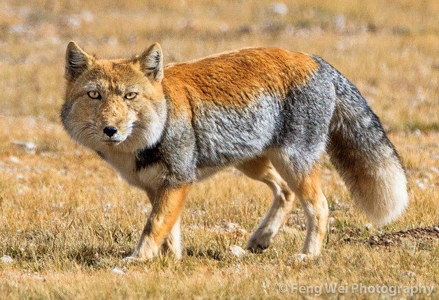 Tibetan Fox (Vulpes ferrilata)