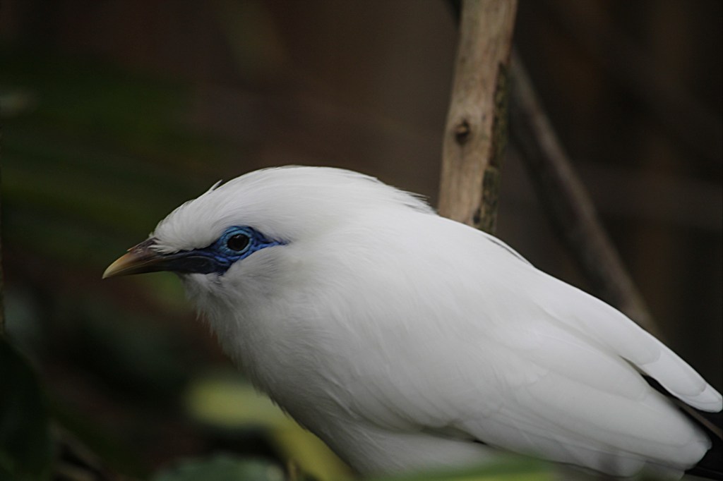 Bali myna, mynah