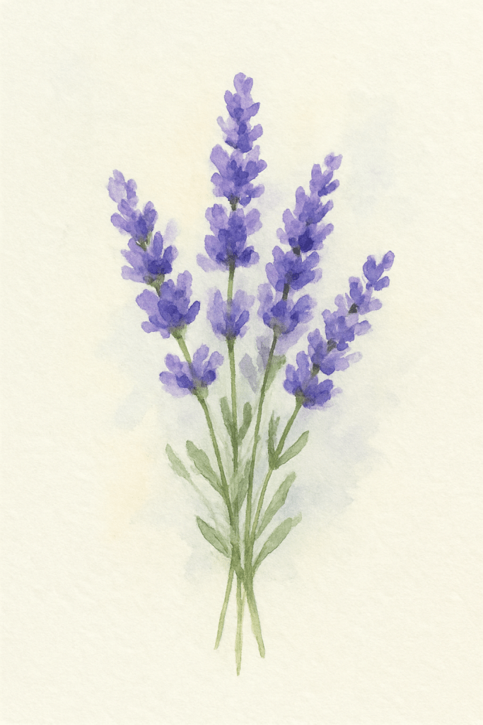 Lavender 