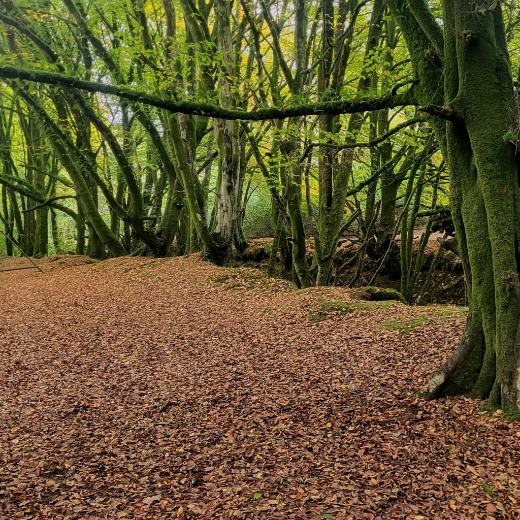 Into the Breathing&nbsp;Forest