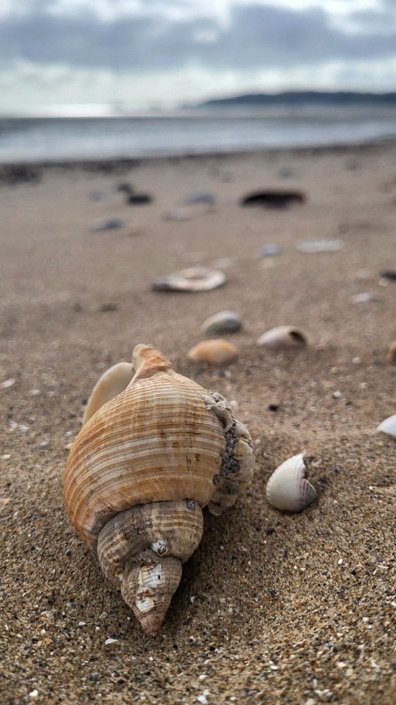 Shell on beach