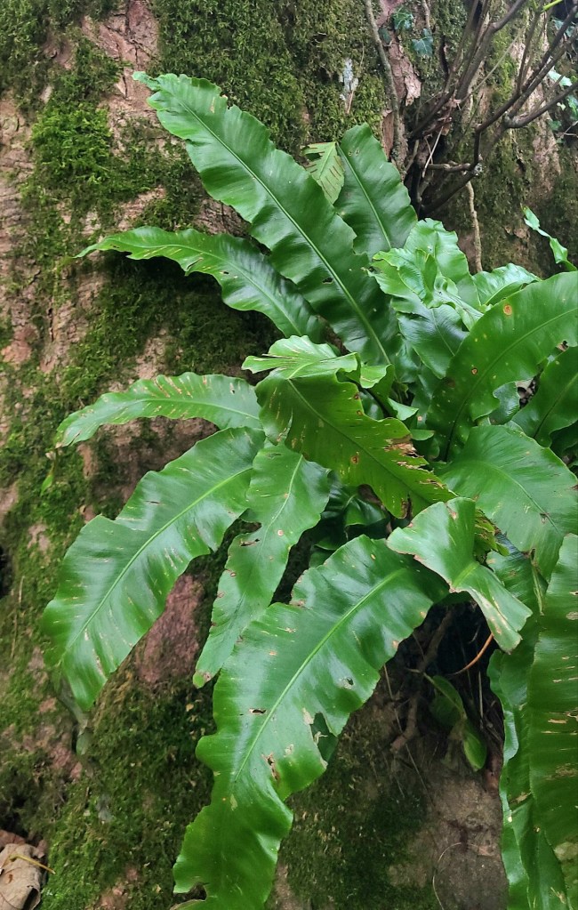 Hart's Tongue Fern (Asplenium scolopendrium)
