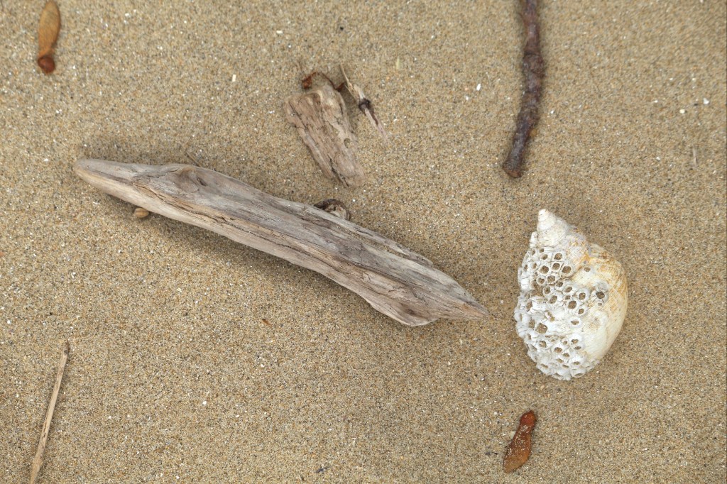 Shells and driftwood