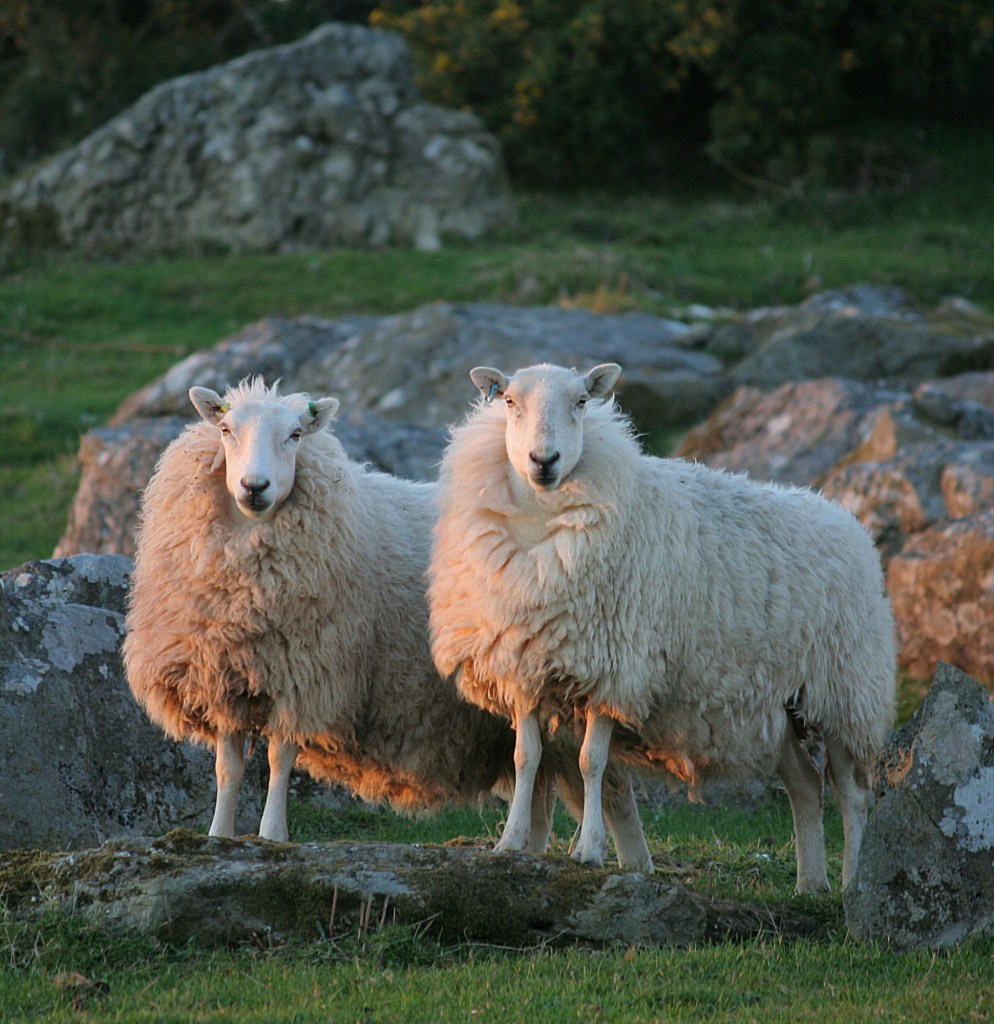 Two sheep on the rocks