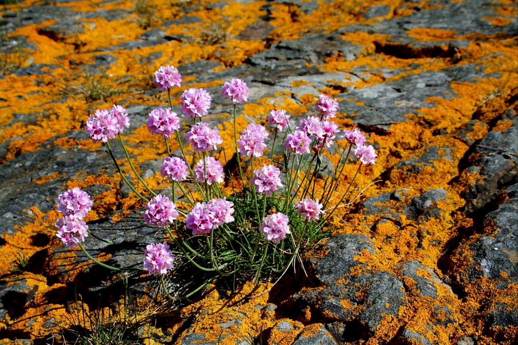 Lichen: Nature’s Slowest&nbsp;Adventurer