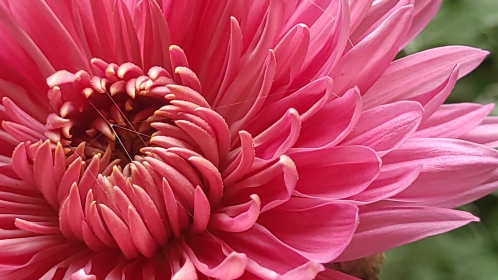 Chrysanthemum